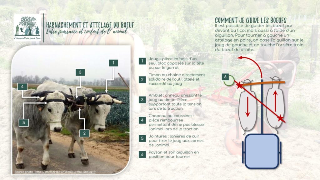Infographie - Harnachement et attelage des bœufs
