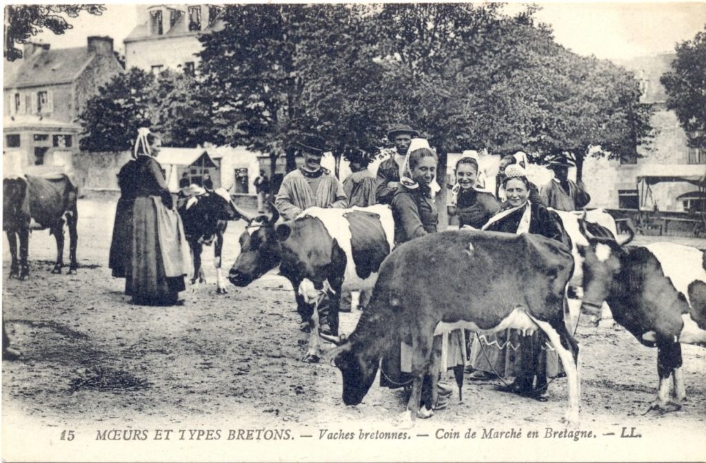 Carte postale des vaches bretonnes